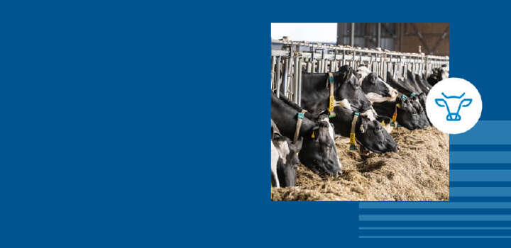 Schwarz weiß gefleckte Kühe fressen vom Futtertisch vor blauem Hintergrund